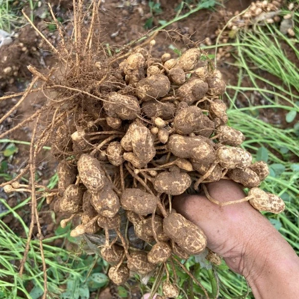 现采现发新鲜带壳花生可做水煮花生