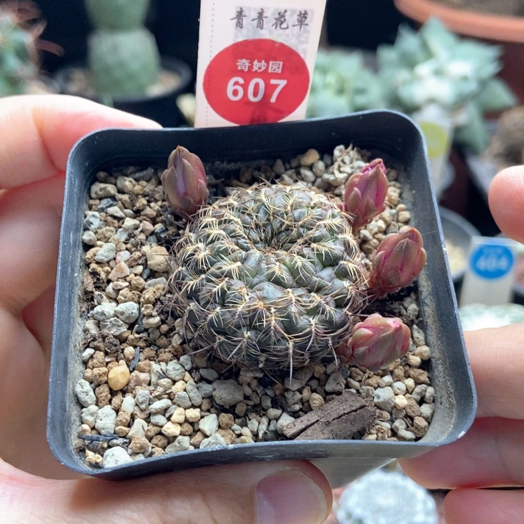实生沟宝山3.6cm