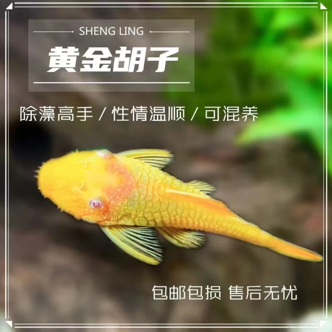 南美异性鱼清洁鱼黄金胡子3厘米左右（入缸后不包损）