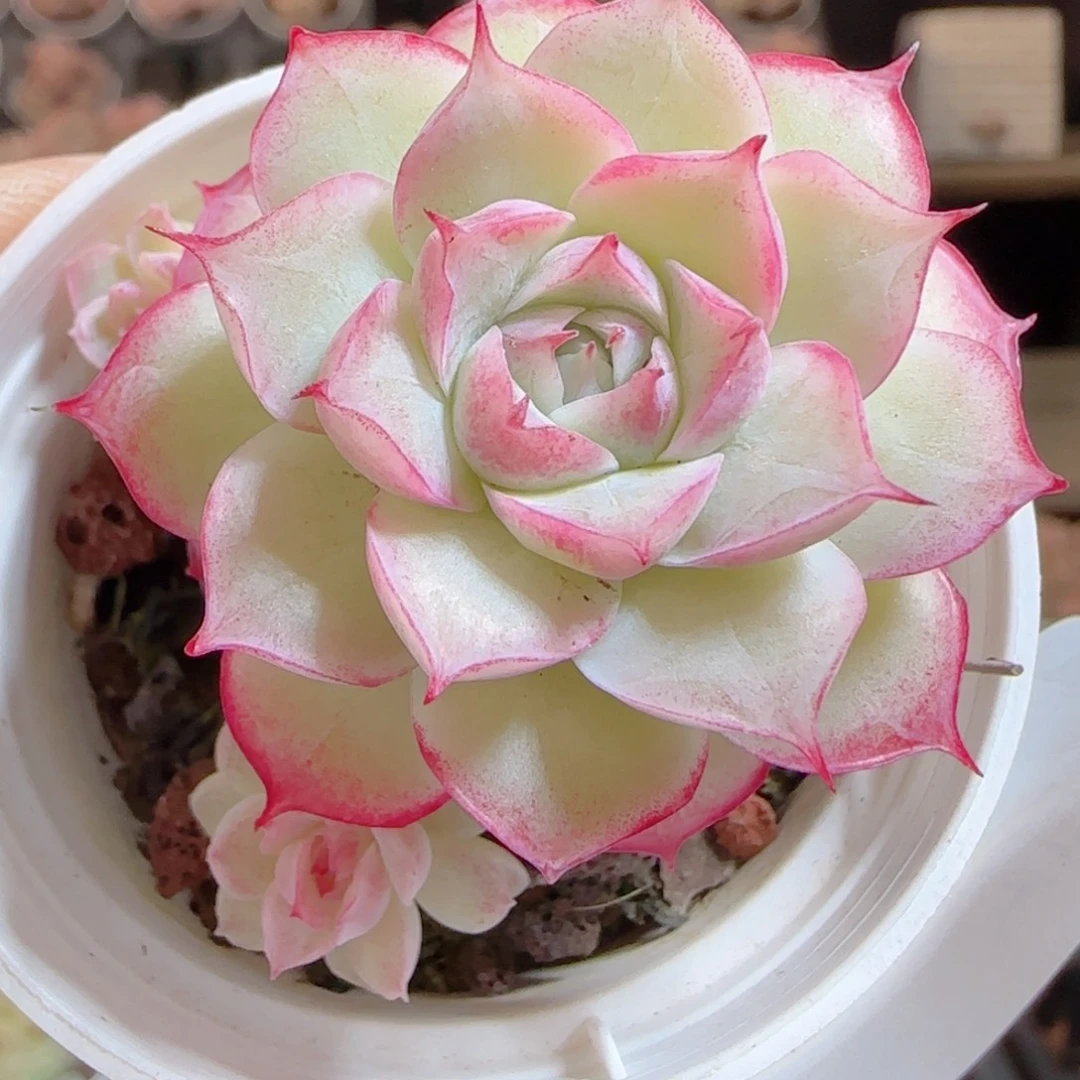 花语多肉0104-89女王散