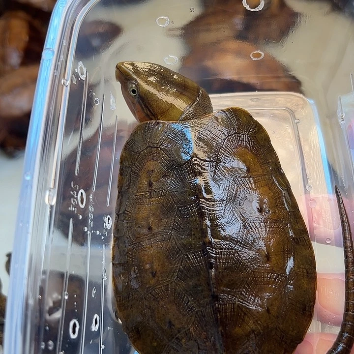 母宠物龟蒿*鹰嘴龟