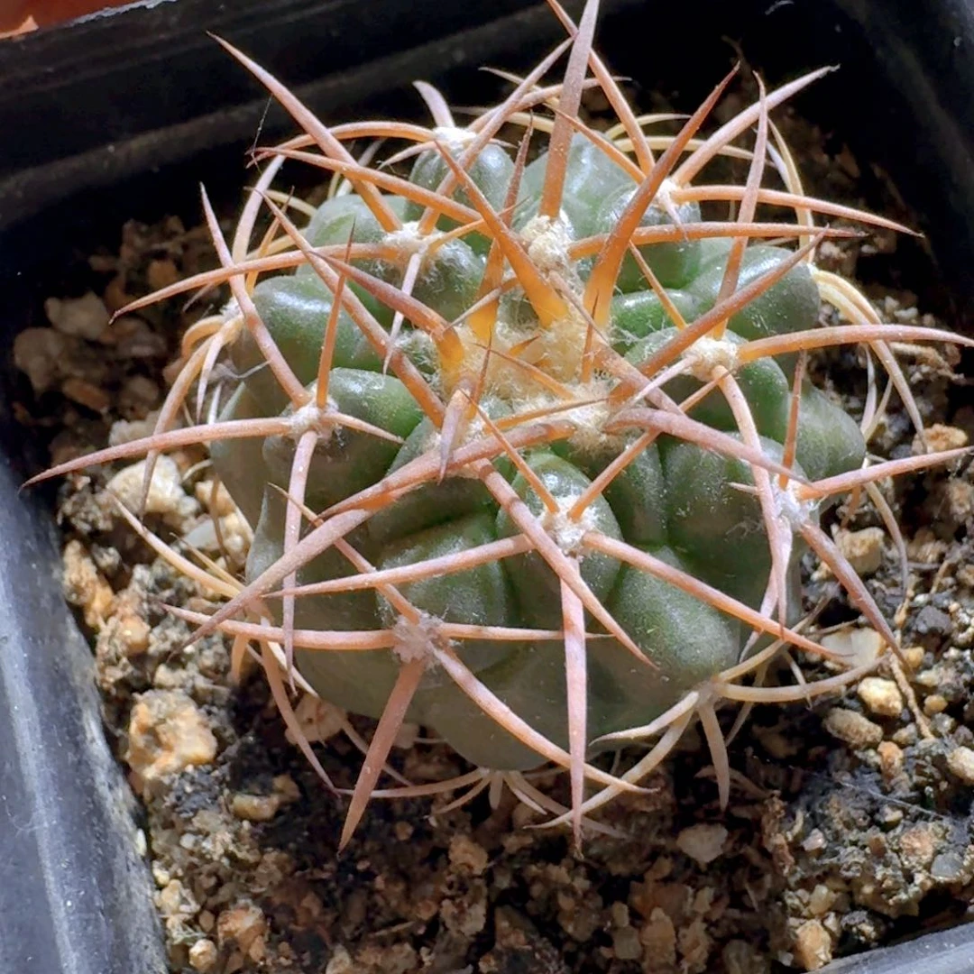 345圆盘玉脱土发货