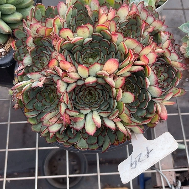 两单包邮，一物一拍29红花女子