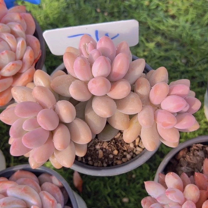 健健康康平平安安