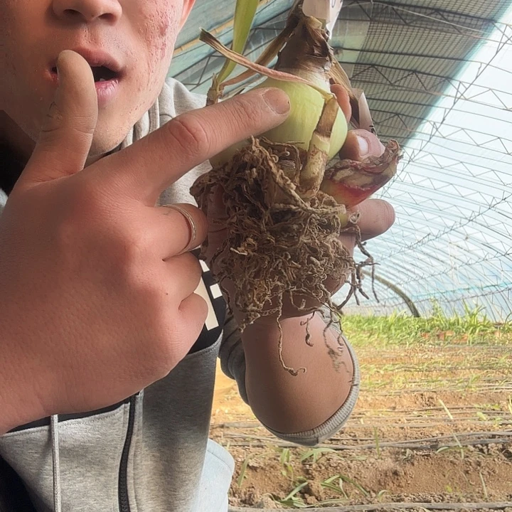 完全开放紫钻2号一物一拍