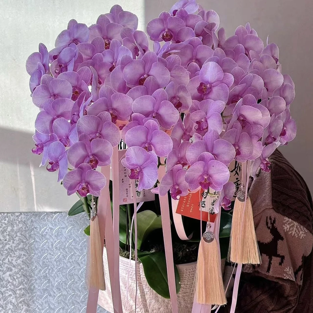 F20月亮公主年宵花蝴蝶兰盆栽（内含10株大花型，太原市中环内配送上门）