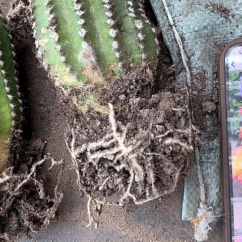 激流干巴瑕疵清仓，高6公分左右