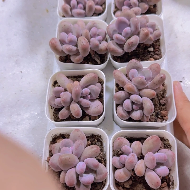 双头芭比奶酪王炸一颗