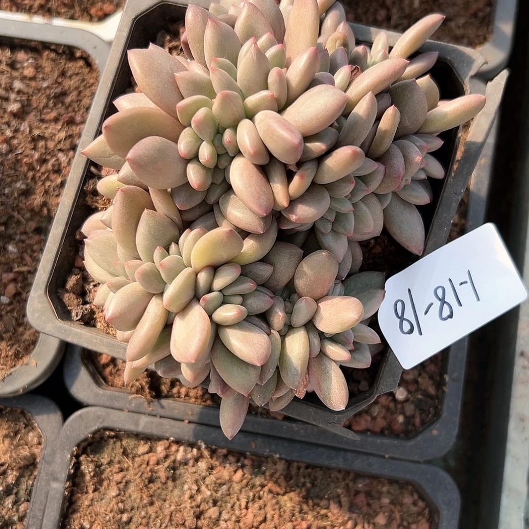 然*118-18桃花源缀化多肉寄养