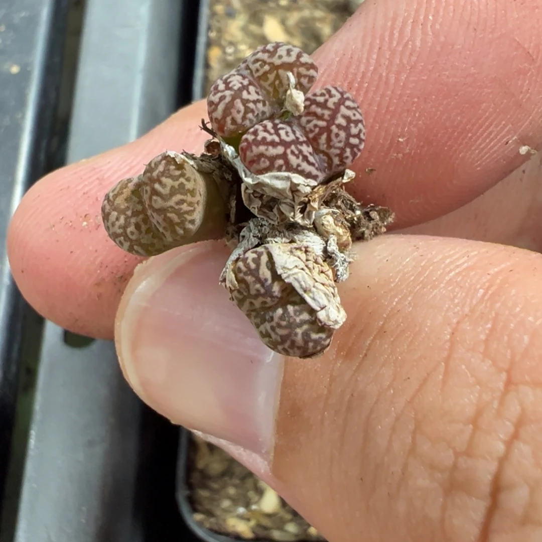 5-60肉锥多肉植物，