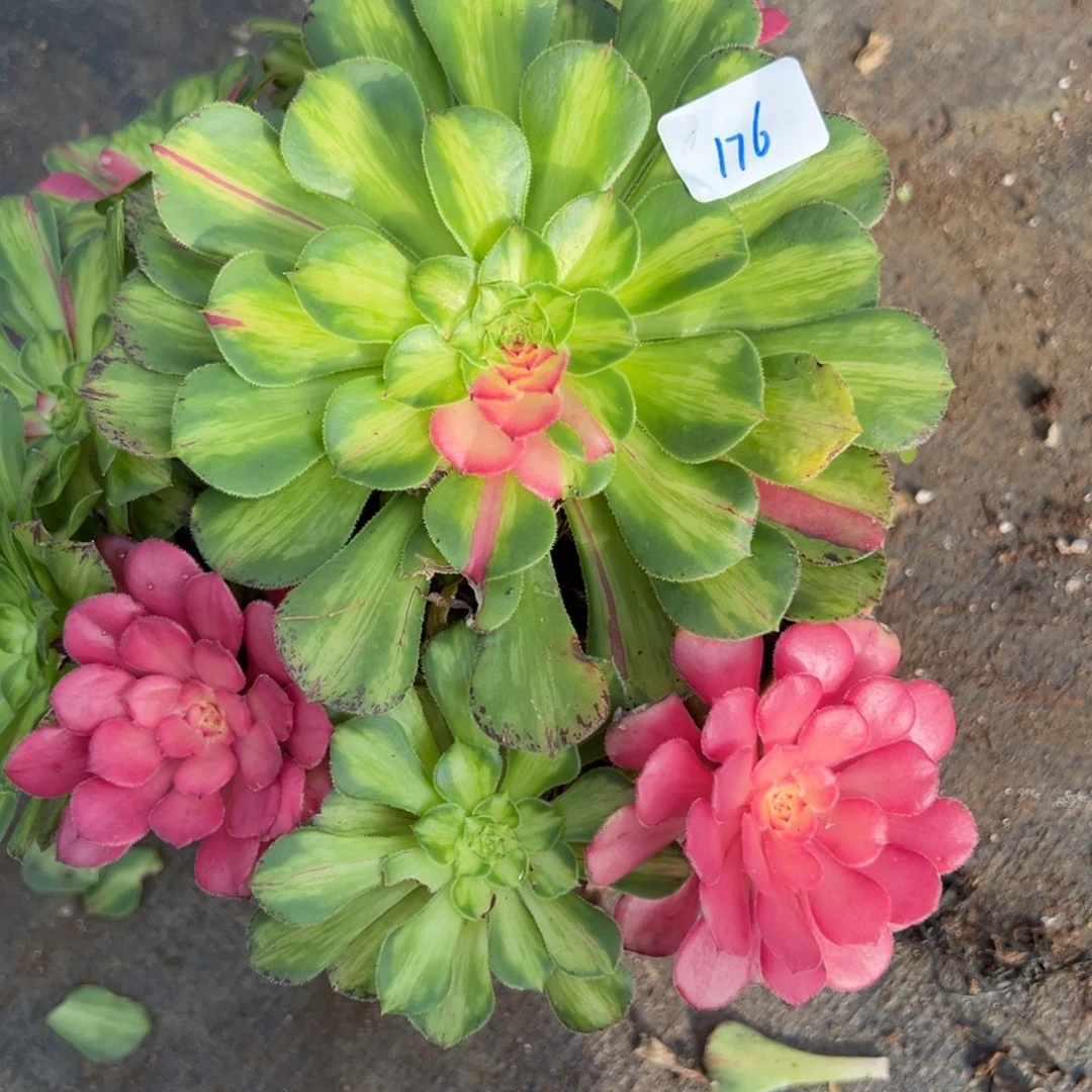 星***海176知否多肉多肉多肉多肉