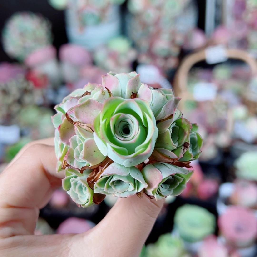 791草莓慕斯手捧花。