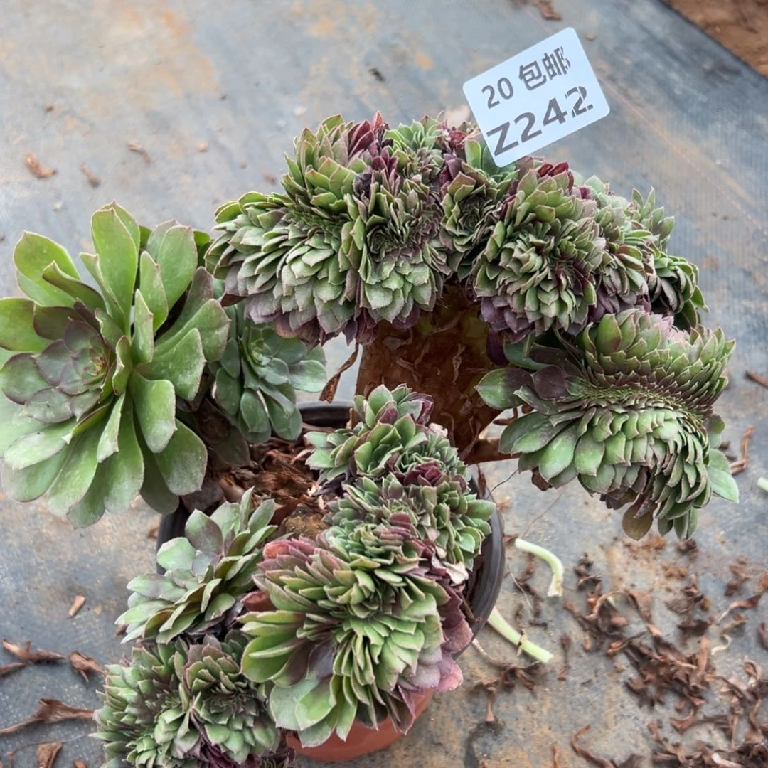 242万缀，满20包邮嘟叮熊