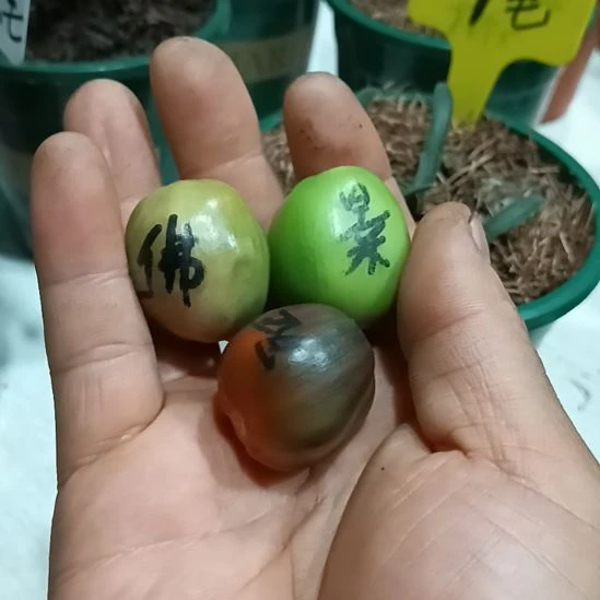 快****无花朵君子兰小苗君子兰小苗