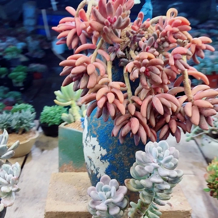 一***呀红手指一物一拍孤品