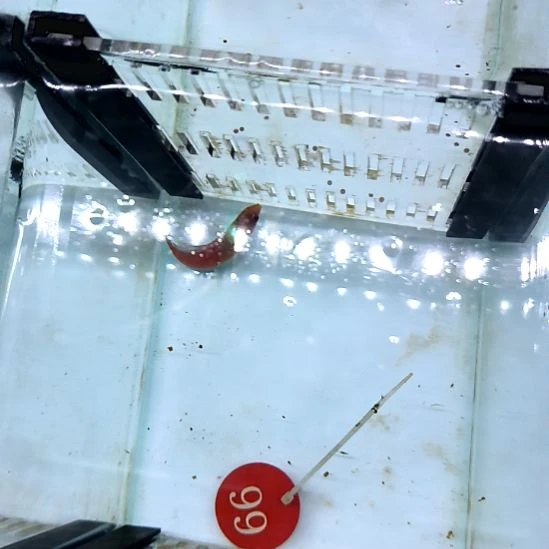 海水鱼桃尾仙女龙7+/150/邮费30/9-100-99