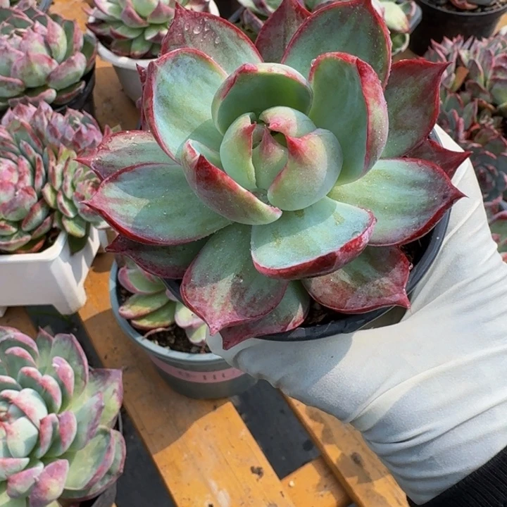 九***叔惊鸿仙子 644........