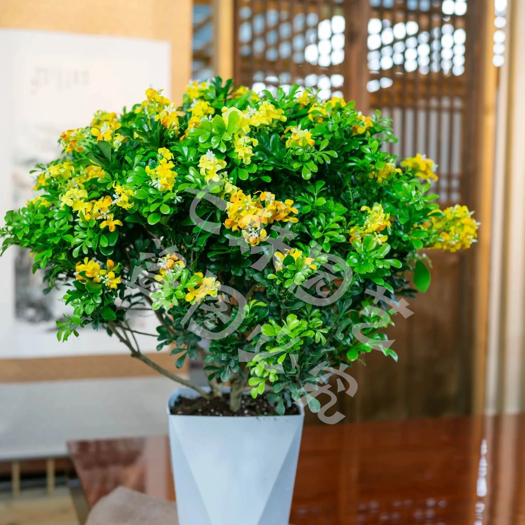 【送菱形盆】香水米兰花盆栽室内花卉绿植树苗阳台植物四季开花