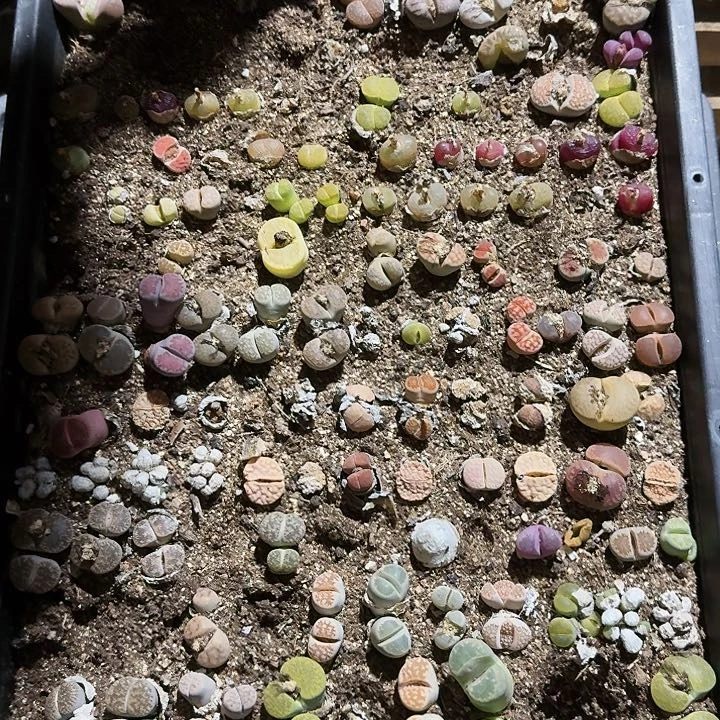 生石花1111。   567