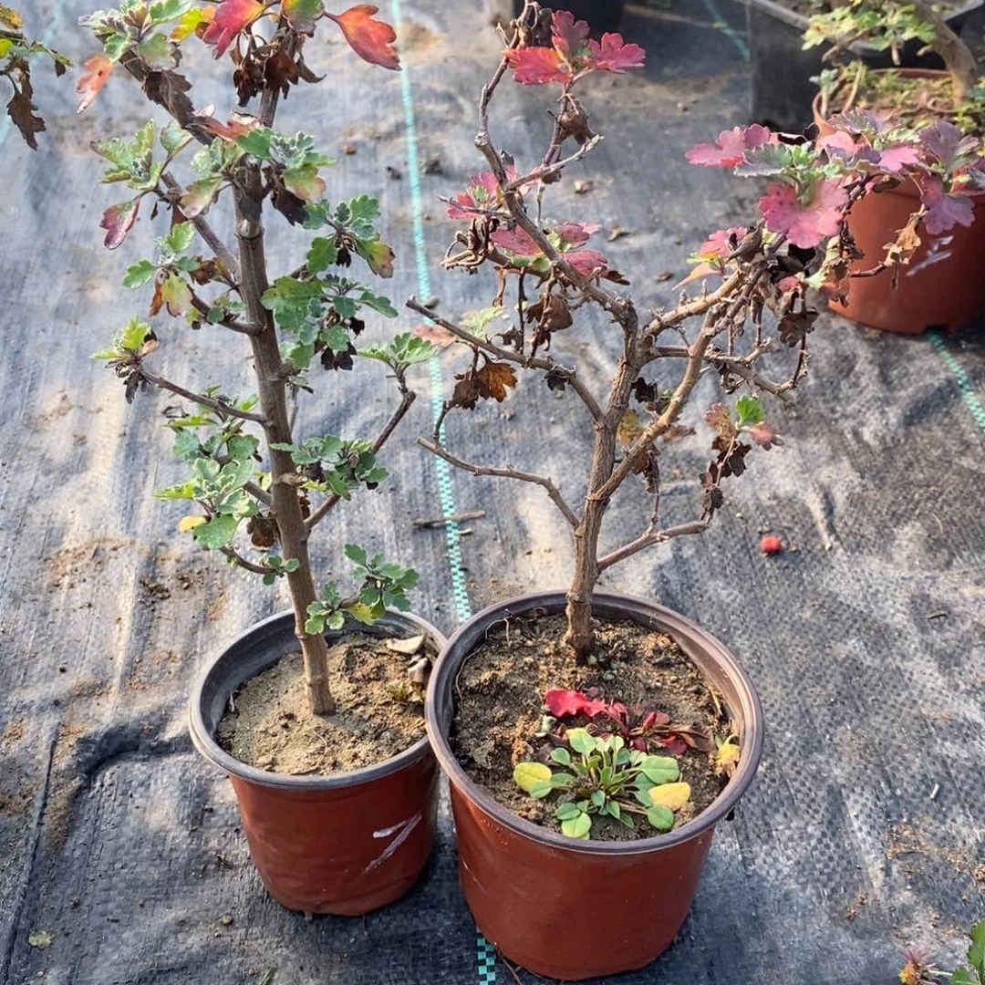 茸***语无花朵盆景不售后