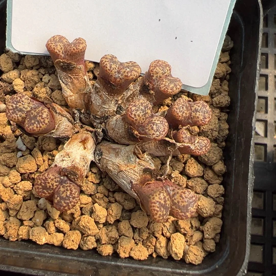 11-18肉锥多肉植物