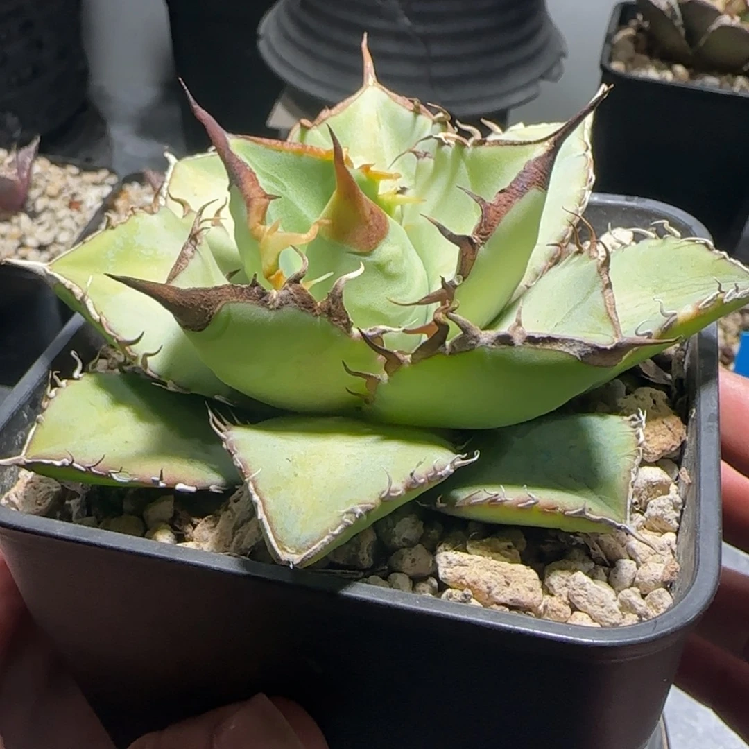 实生仁王冠龙舌兰6