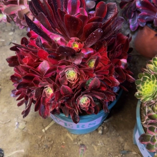 美杜莎12.88加急发明天早上