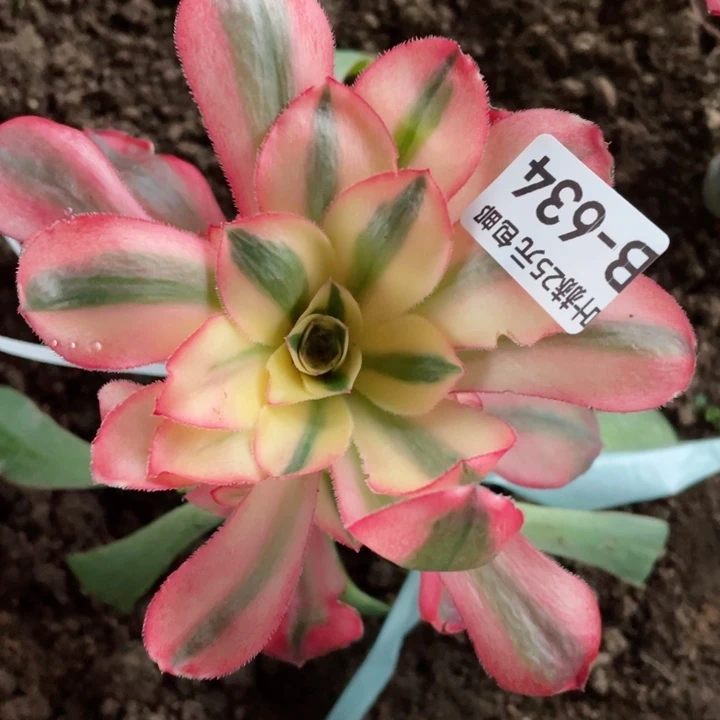 634爱丽丝嫁接多肉12345678