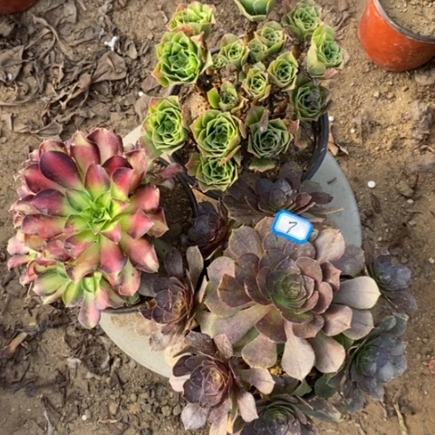 三颗法师一物一拍