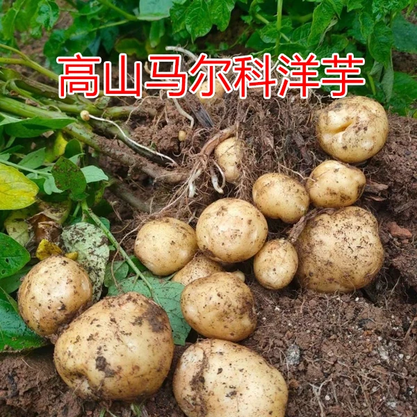 重庆高山马尔科洋芋新鲜洋芋土豆粉糯软面应季新鲜土豆现挖现发