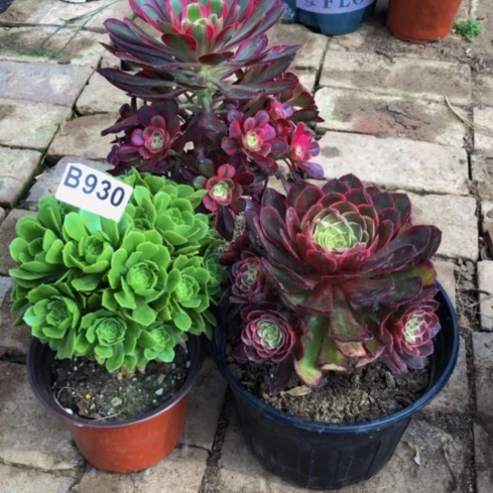 当前无花朵，栽培后可花朵漩*爷法师多肉植物930