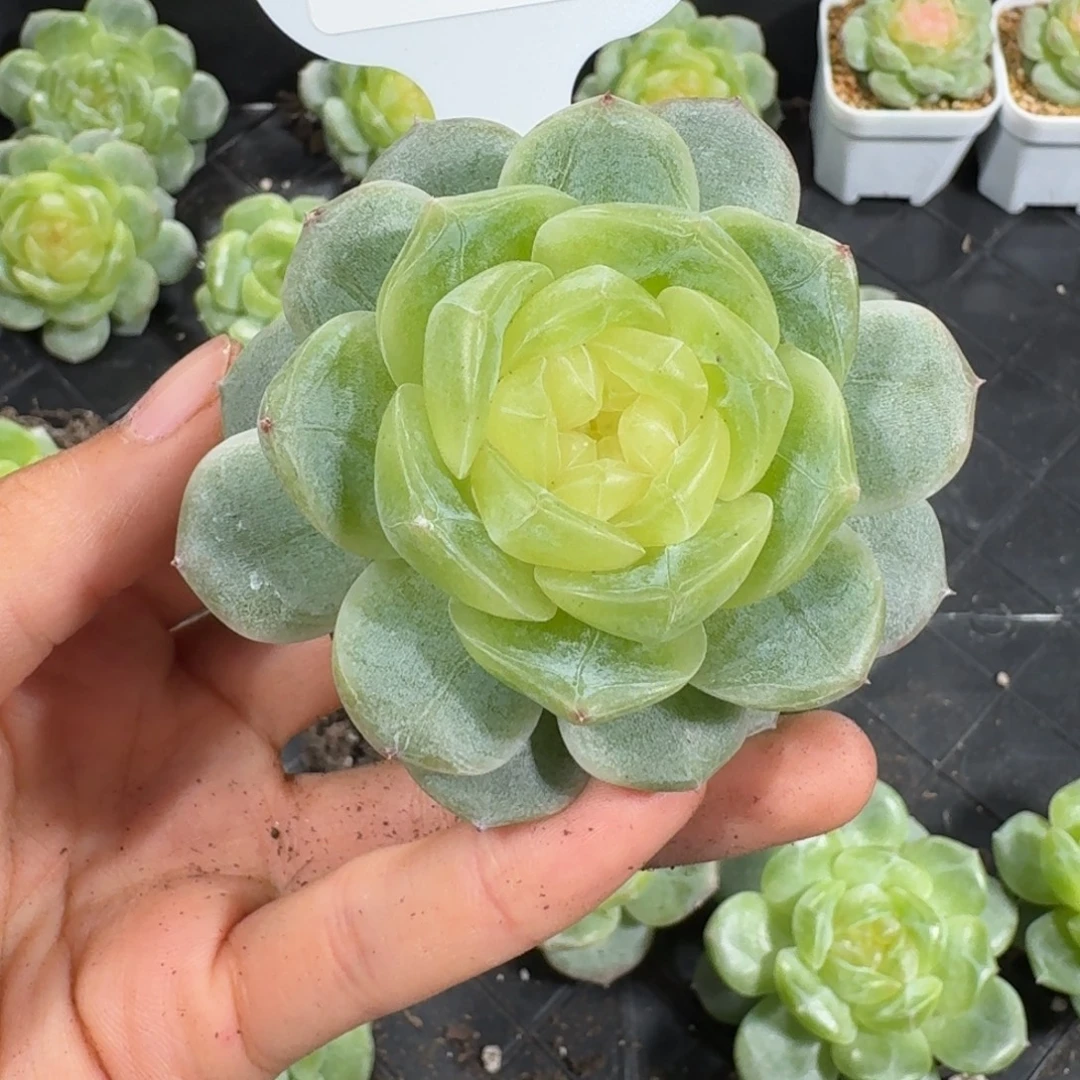 0829-93-30系列单头