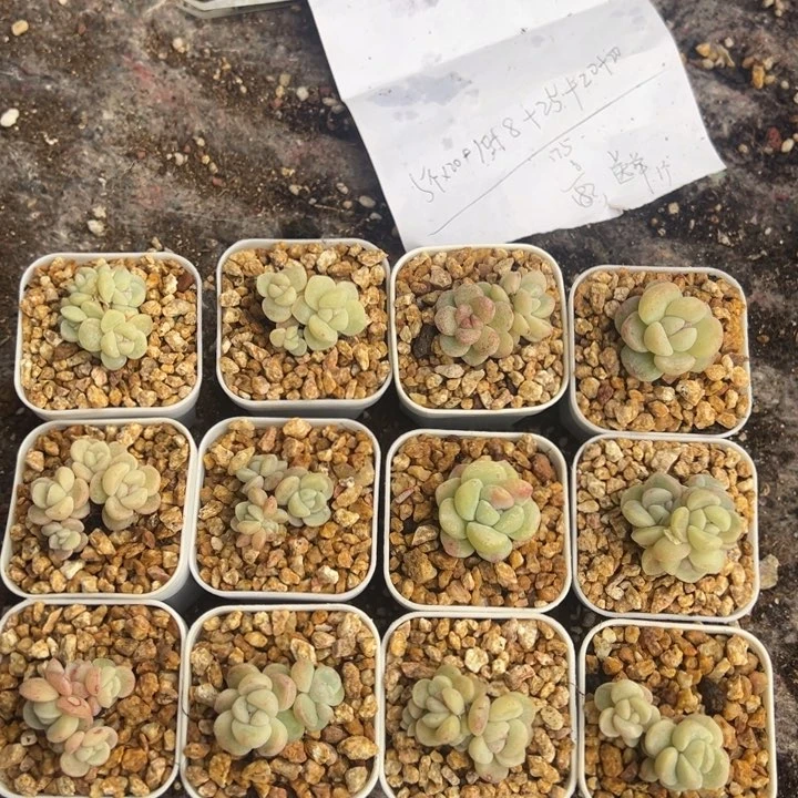 仙人掌一物一拍专拍，送单头石化一颗