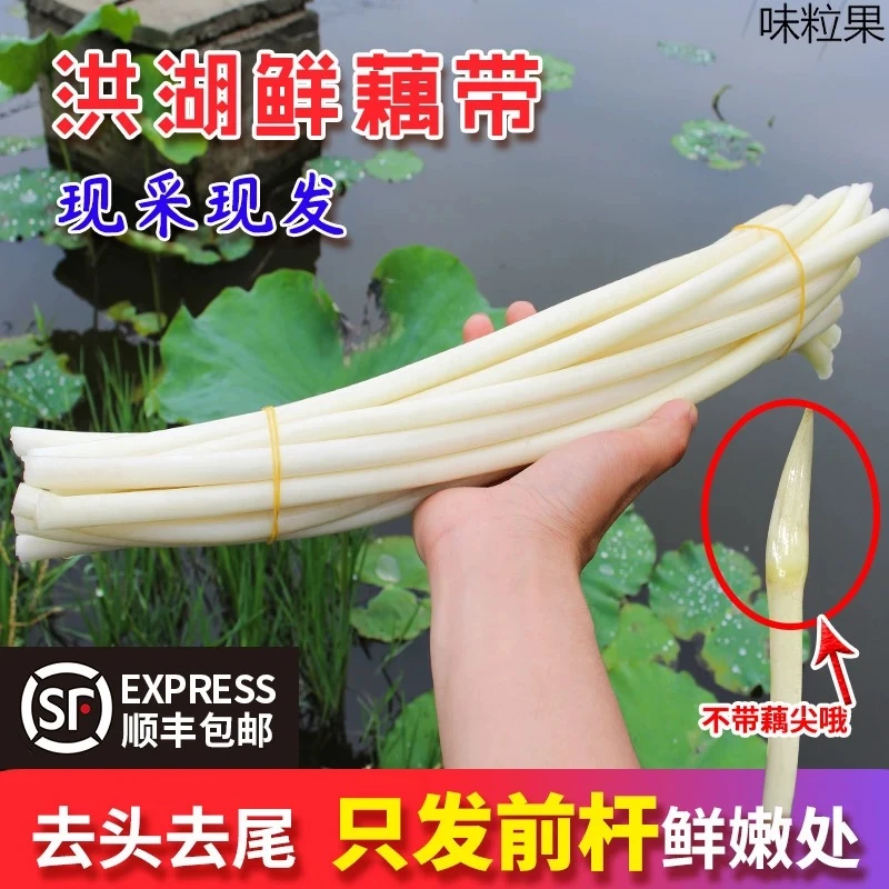 【顺丰】湖北藕带新鲜5斤藕带现挖洪湖泡藕带新鲜藕尖莲藕尖
