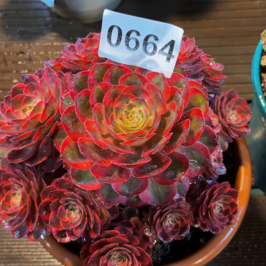 0664多肉植物赤子心