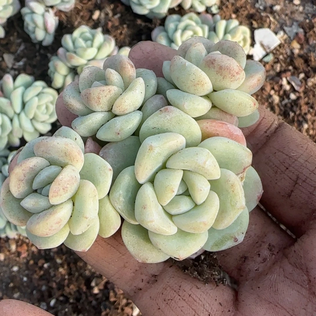 多肉小卡拉米糖心一物一拍
