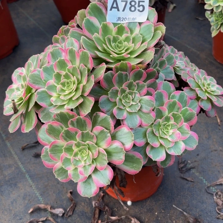 瑞妈多肉园艺785安娜