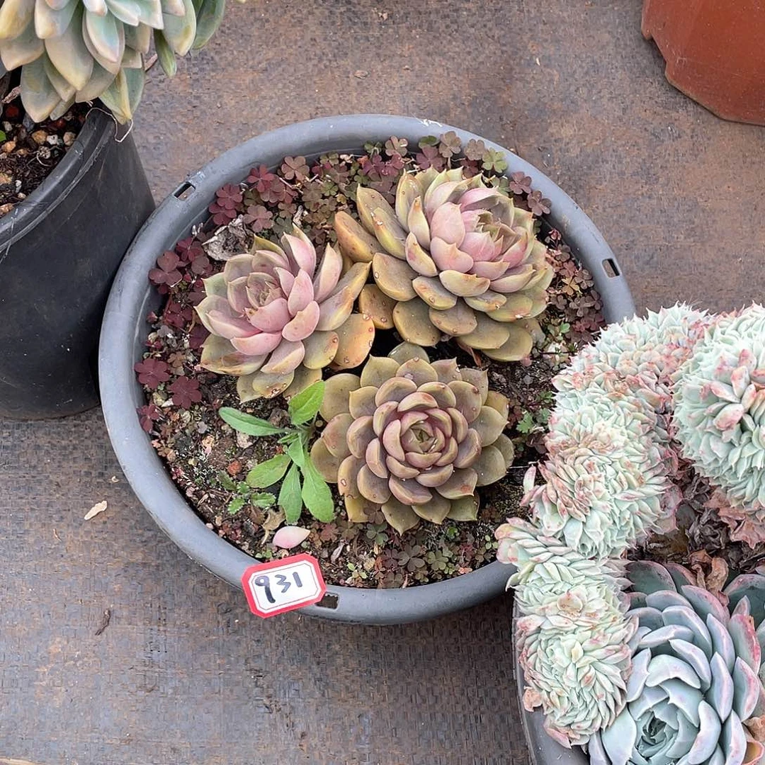 931红玫瑰 一物一拍多肉