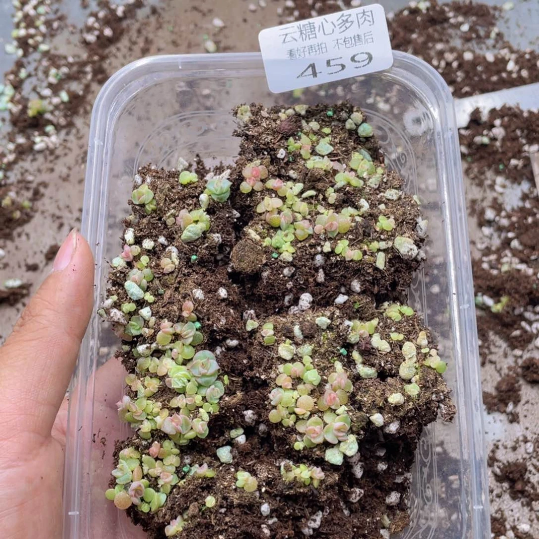 云糖心多肉植物459