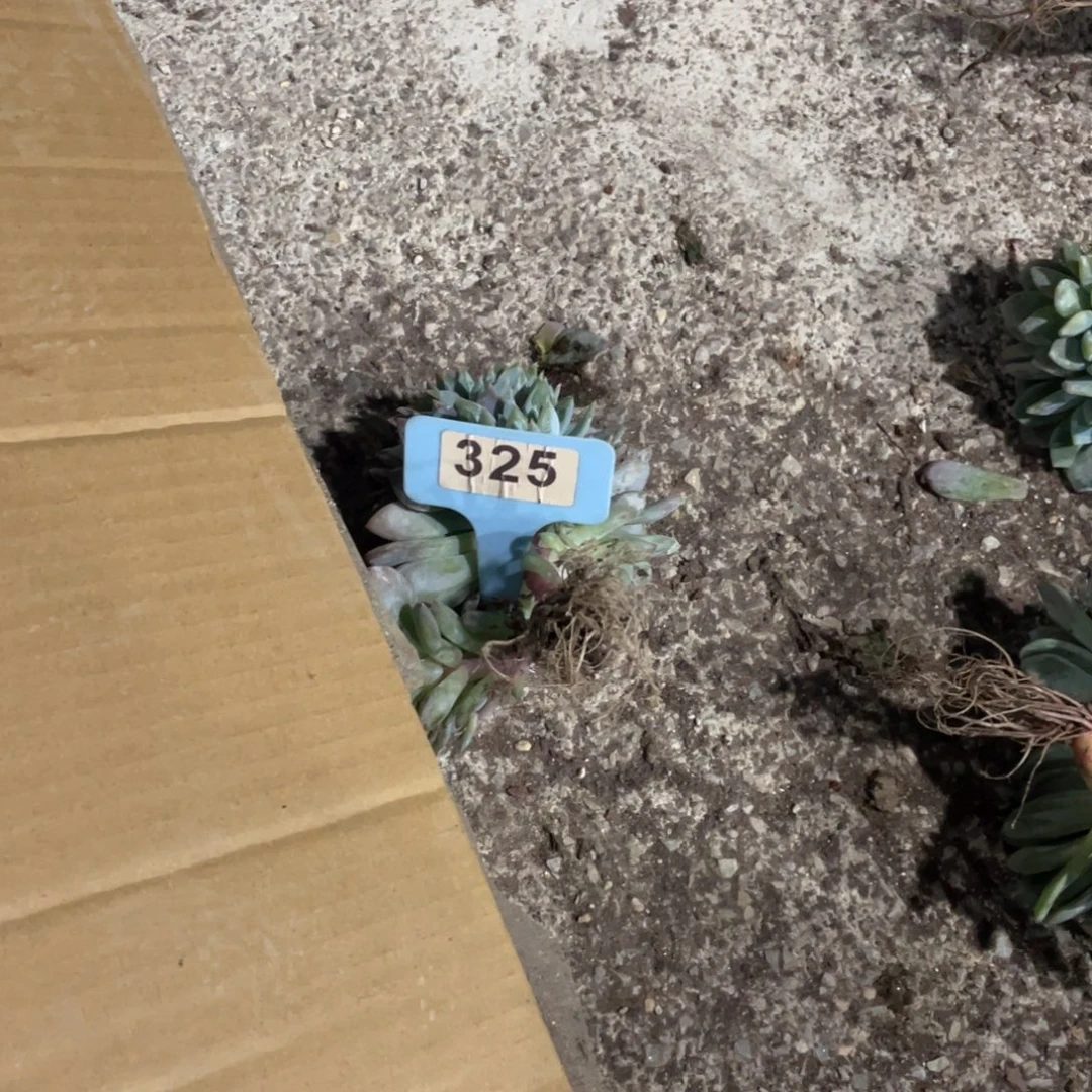 *****星影缀化多头群生325