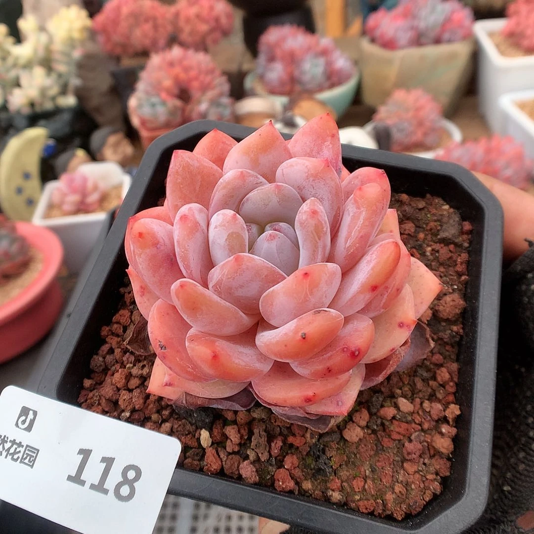 118雪天使多肉植物66666