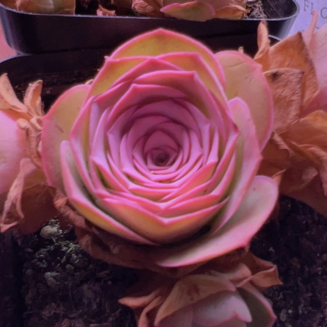 新品黄金杂交一颗玫瑰