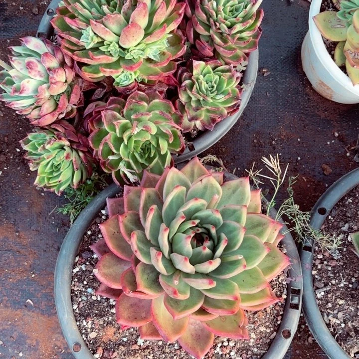 任。     38。  两颗。