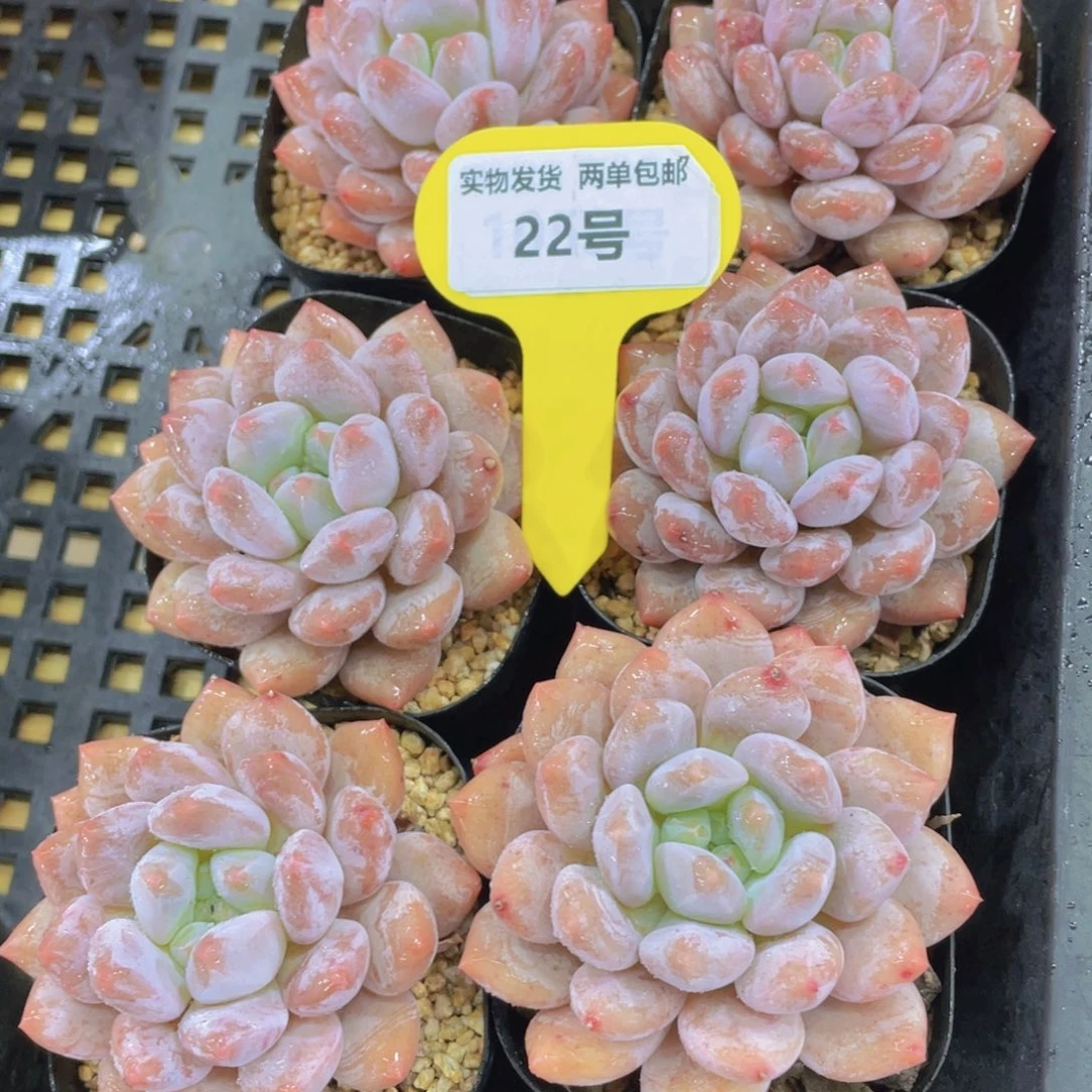 22号 奶油半夏单头一个