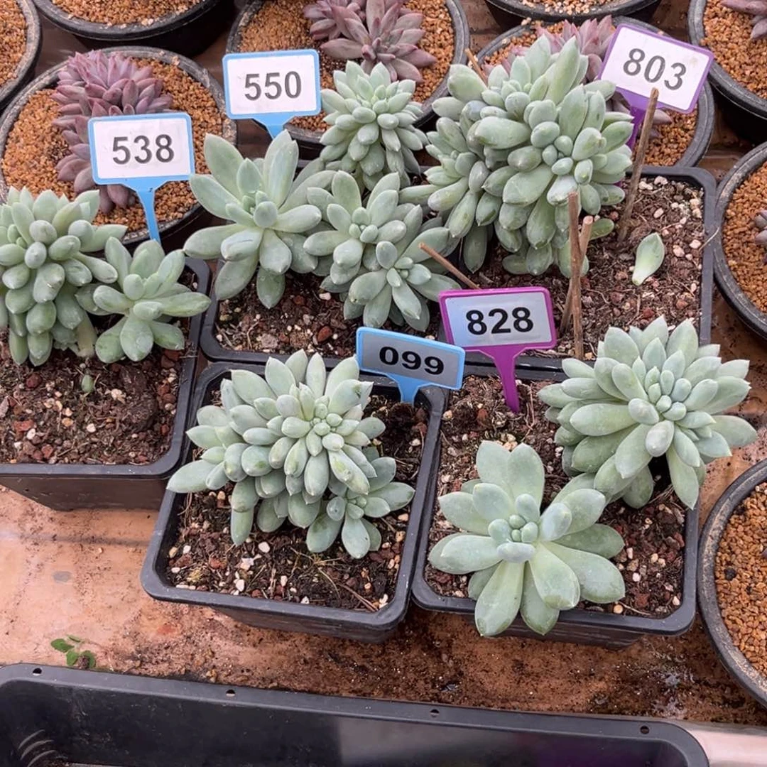 袁***儿多肉植物胖体哥特5颗/550/538/099/803/828