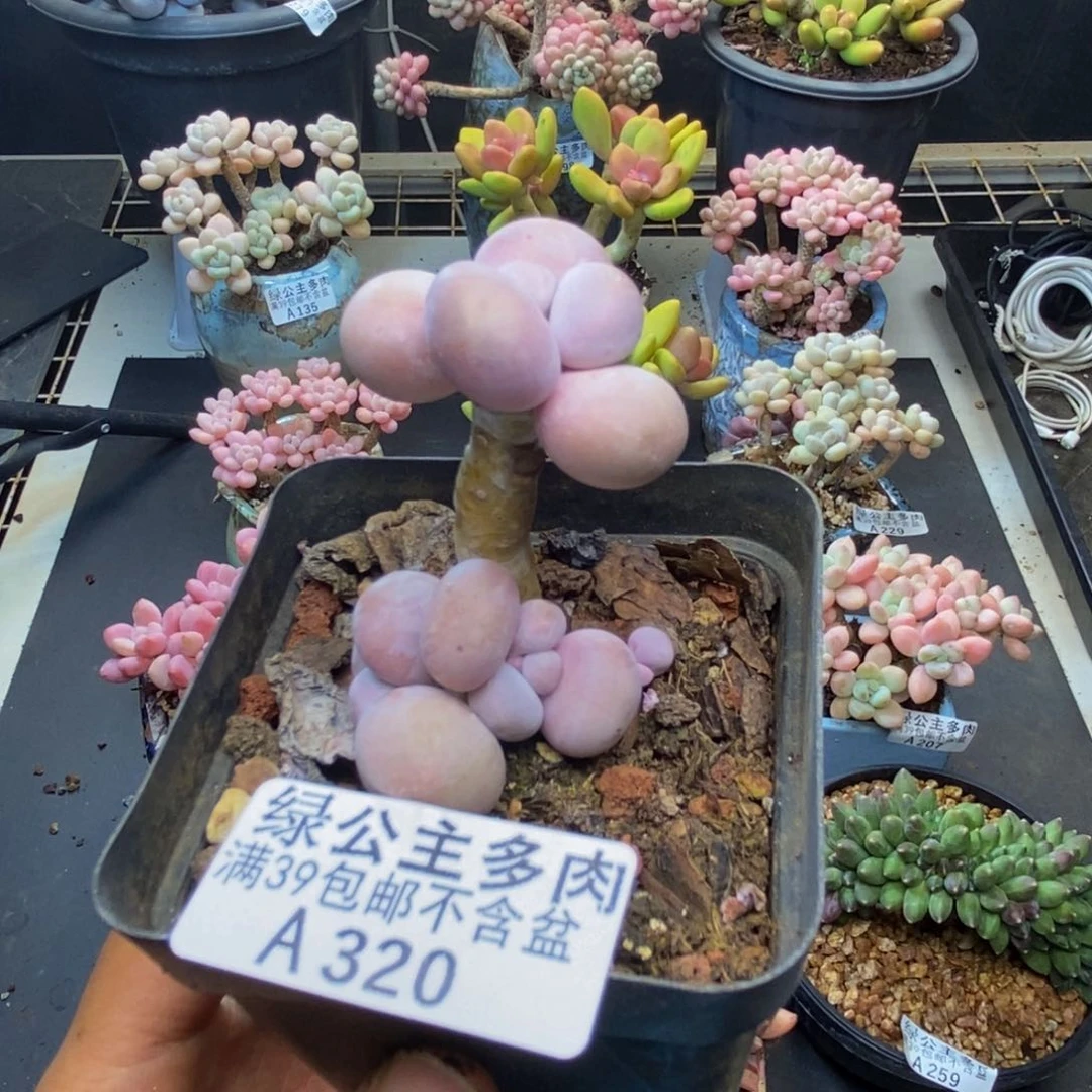 320橙奶多肉肉2c m