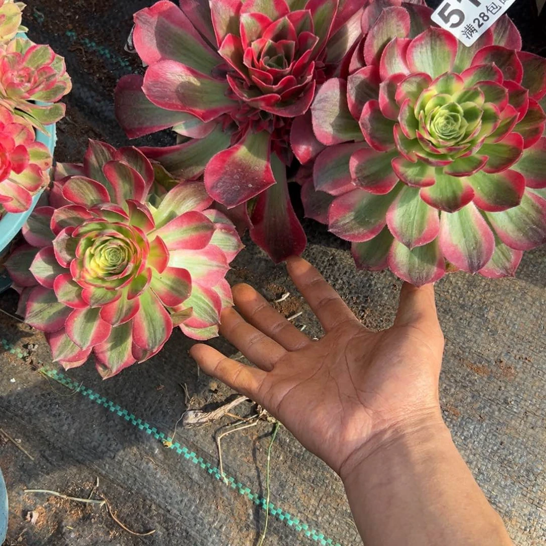 云***妹多肉植物516多肉植物3科