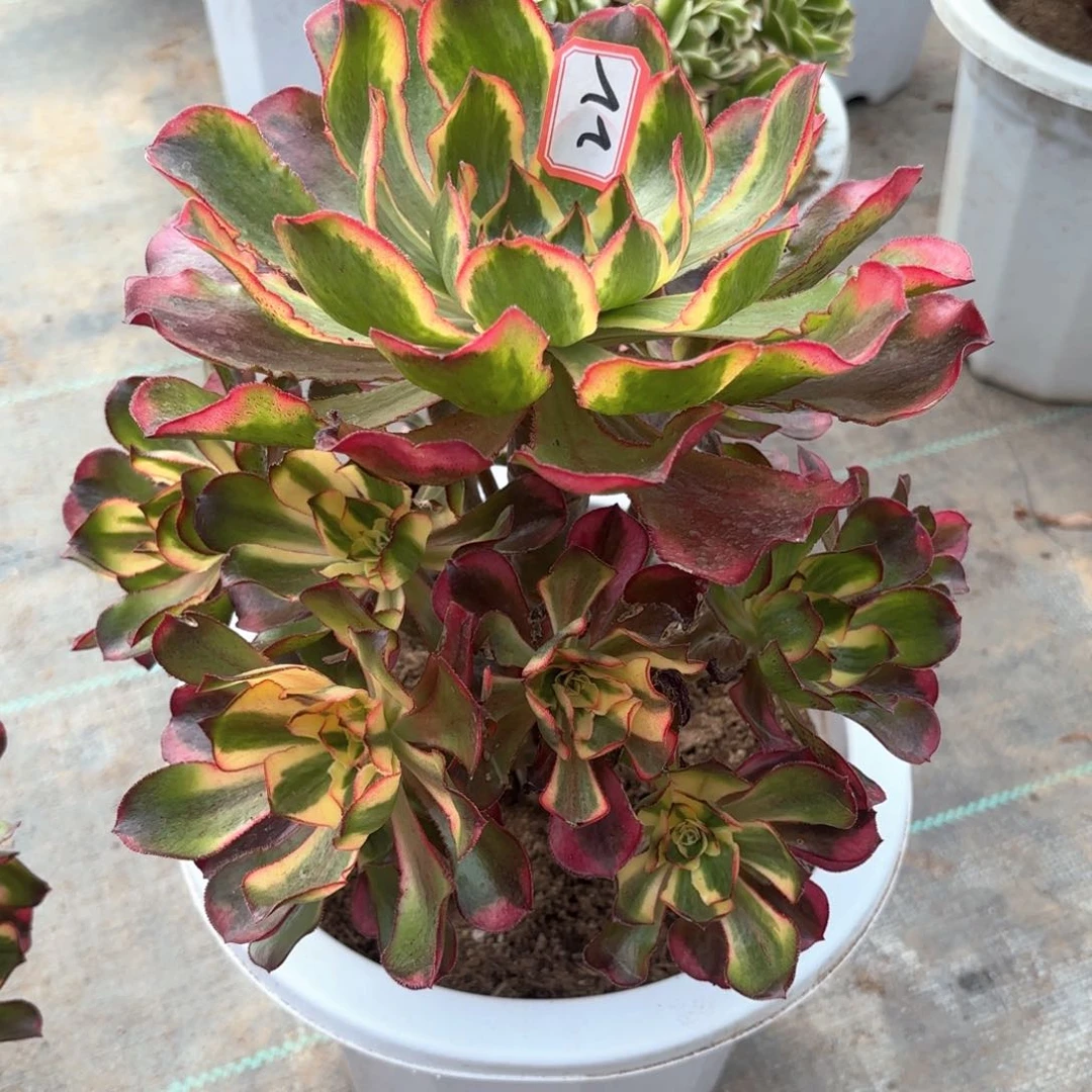 全部花朵22魅影多肉植物