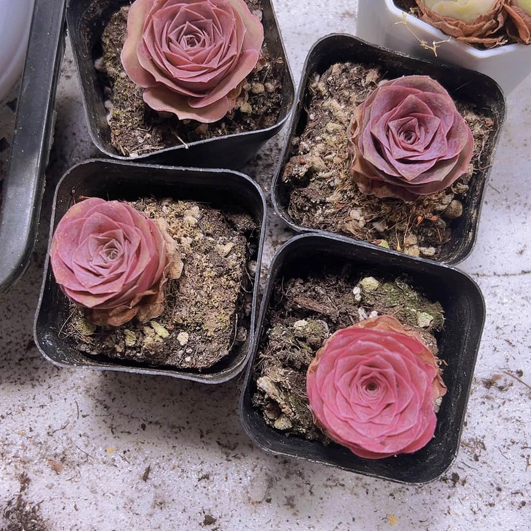 紫潘2盆19包邮玫瑰
