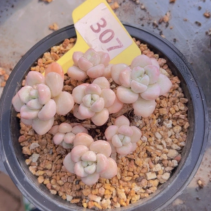 健健康康平平安安